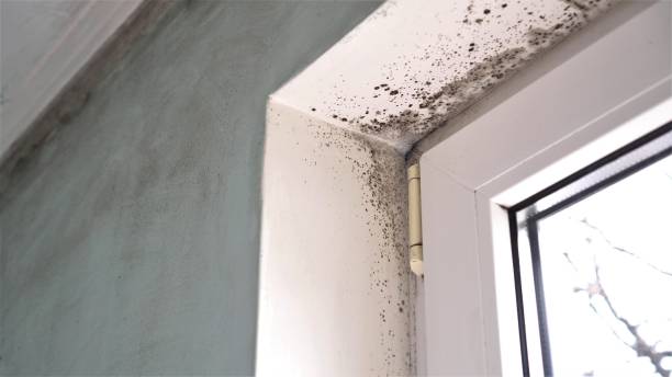 Best Mold Removal Process  in South Huntington, NY