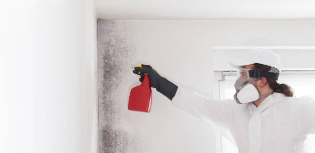  South Huntington, NY Mold Removal Pros