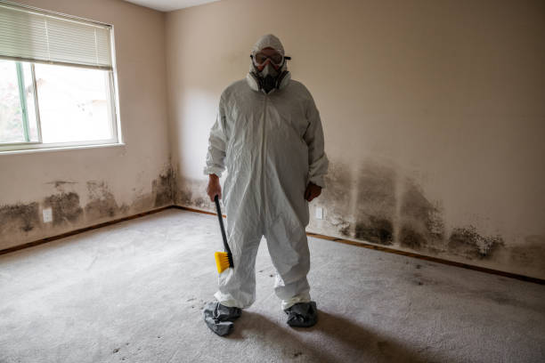 Best Crawl Space Mold Removal  in South Huntington, NY