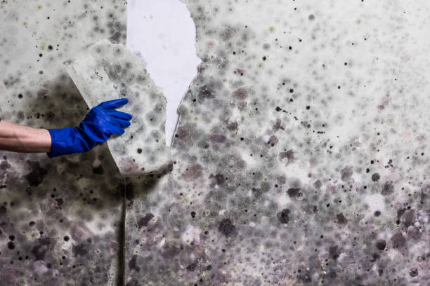 Best Commercial Mold Removal  in South Huntington, NY