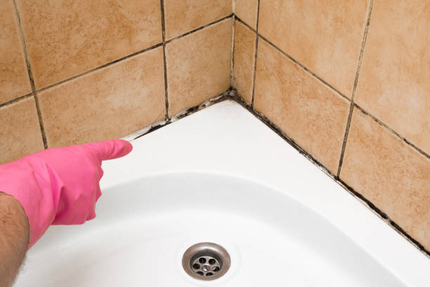 Best Local Mold Removal Service  in South Huntington, NY